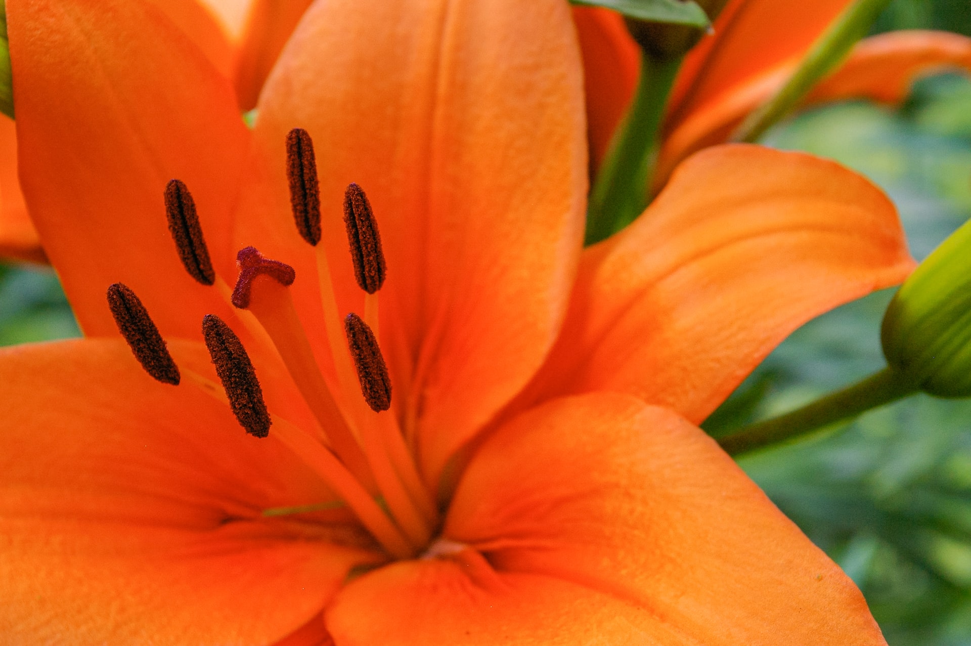 estambres de una flor estambres de una flor