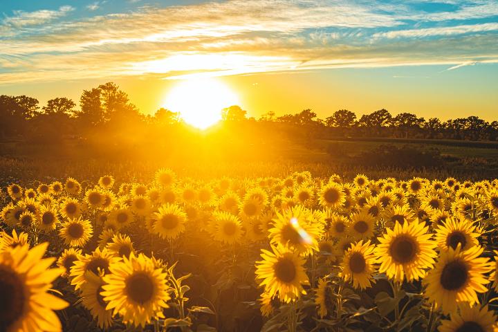 sunflower field under blue sky during sunset