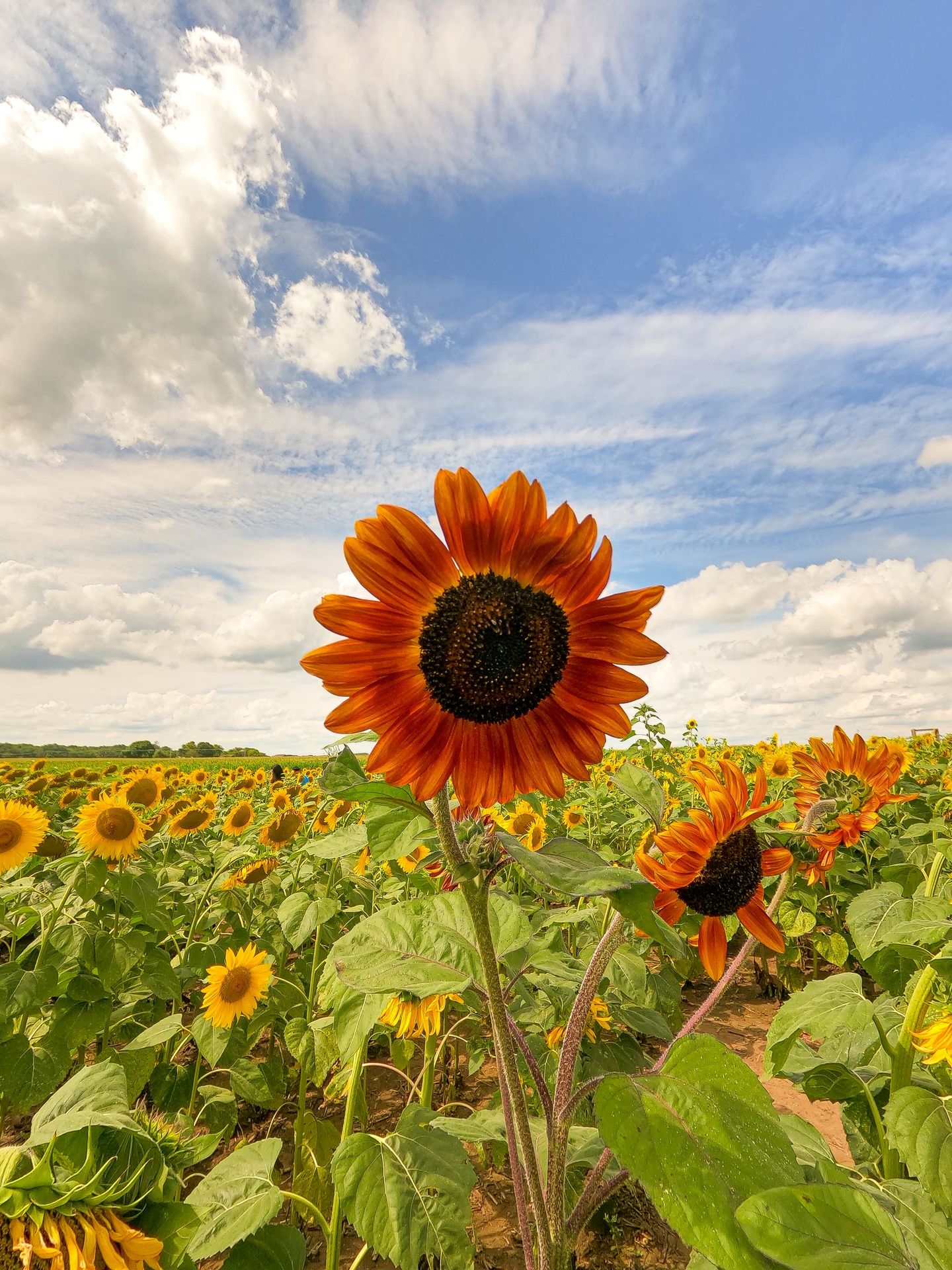 sunflower field under cloudy sky during daytime