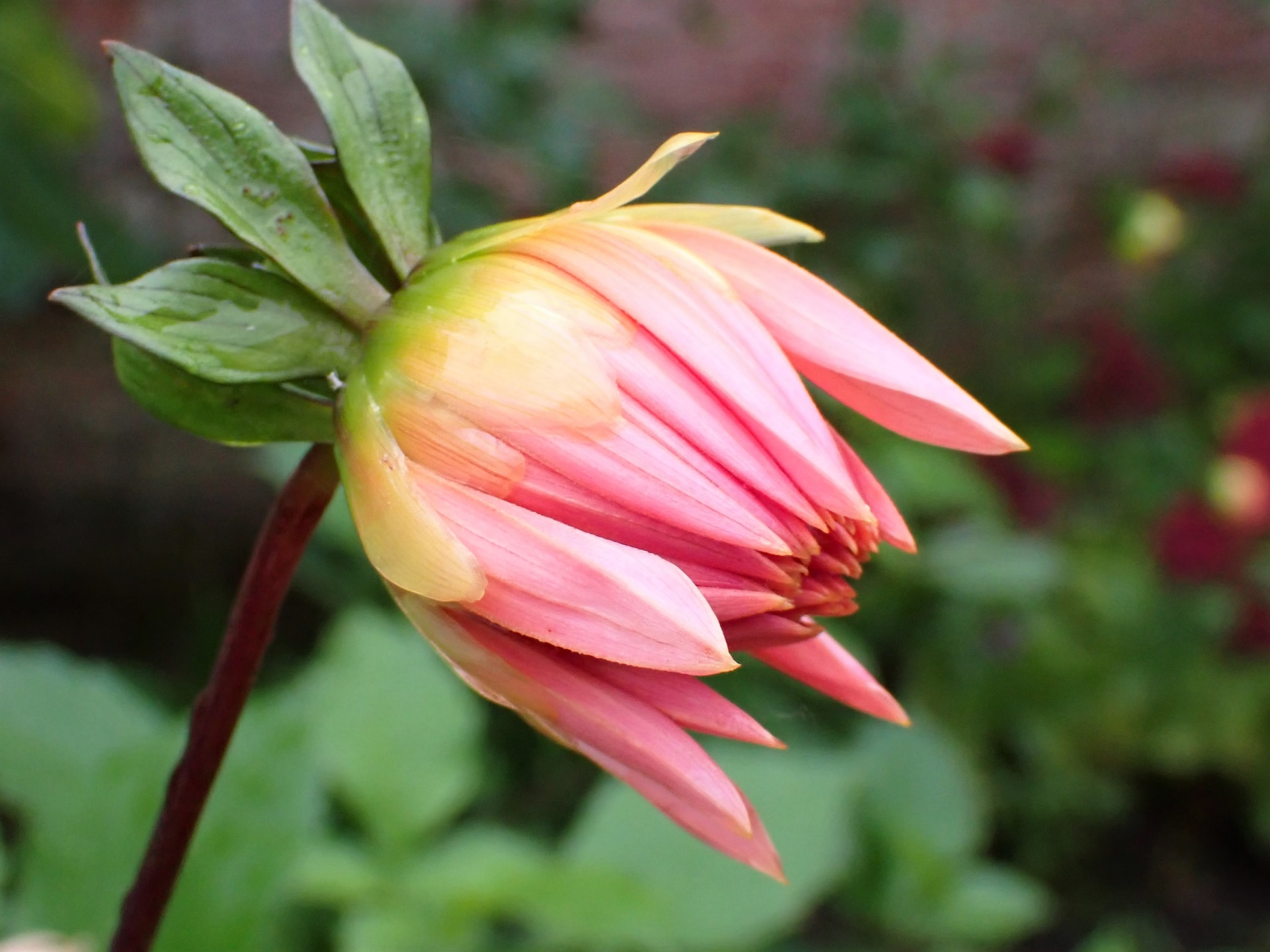 Sepalos de una flor Sepalos de una flor