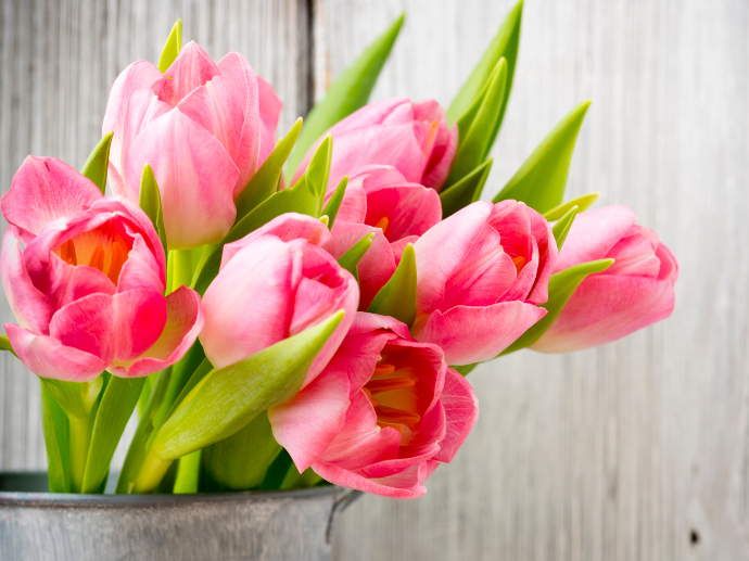 Tulipanes rosados Tulipanes rosados