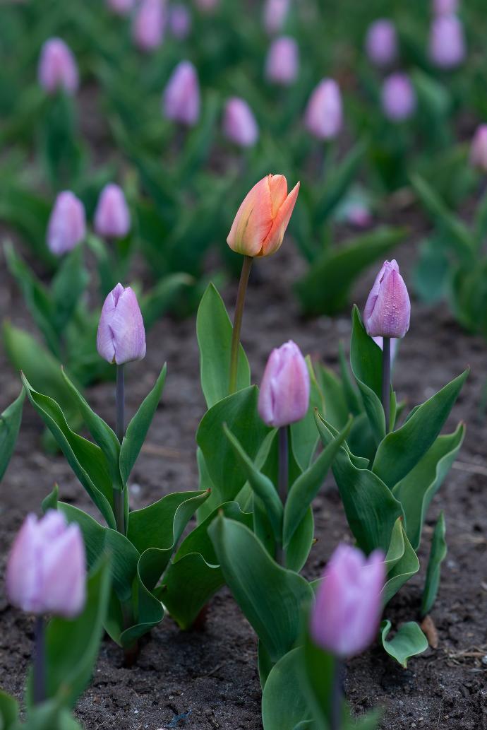 cultivo de tulipán