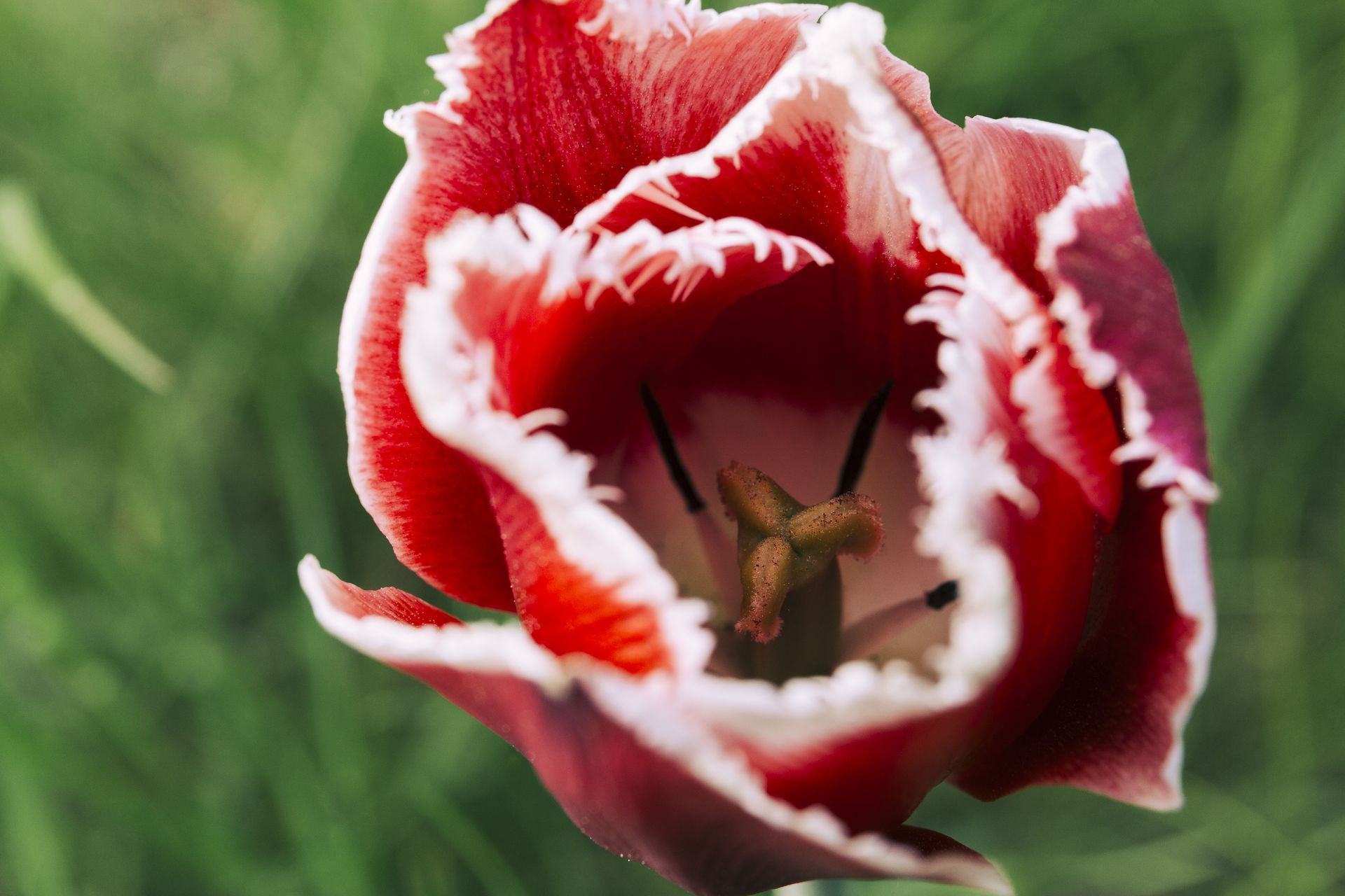 Tulipán rizado