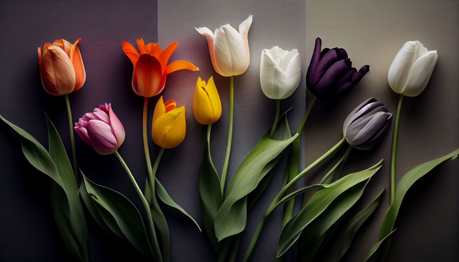 Colores de tulipanes