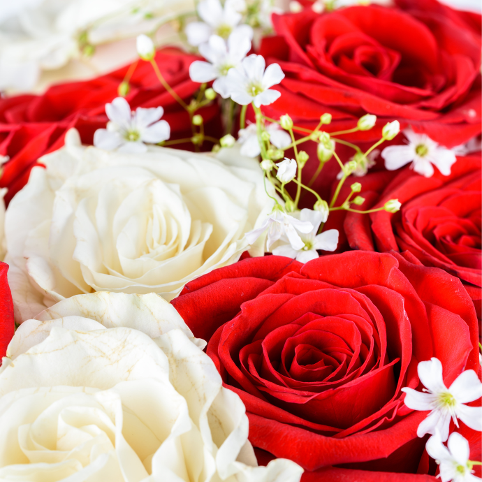 Rosas rojas y blancas