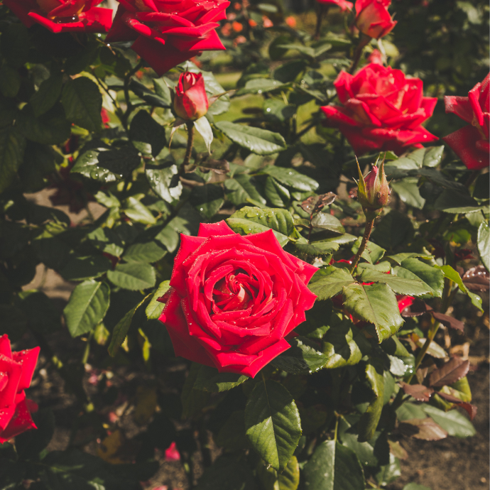 plantación de rosas