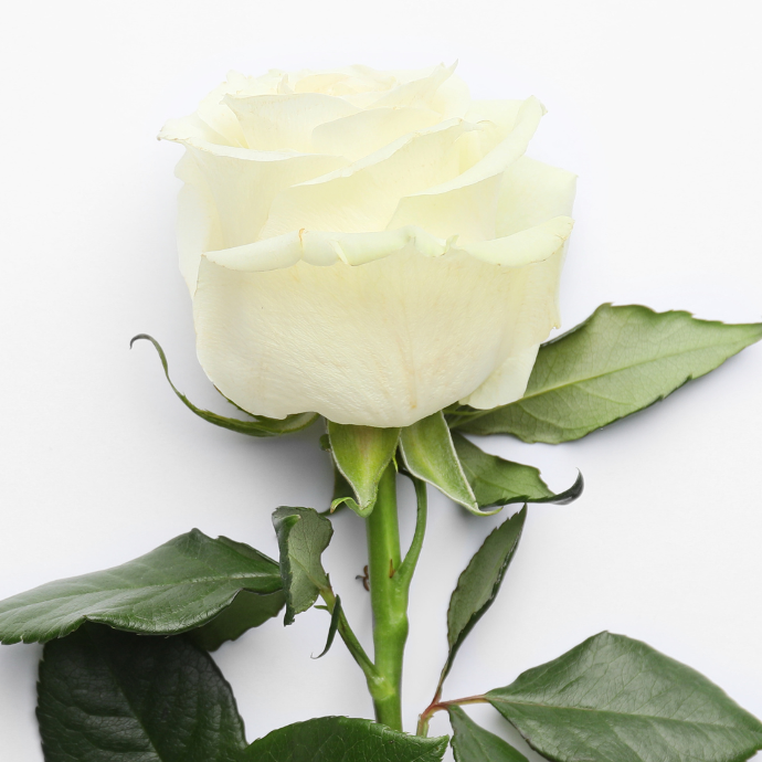 rosa blanca 