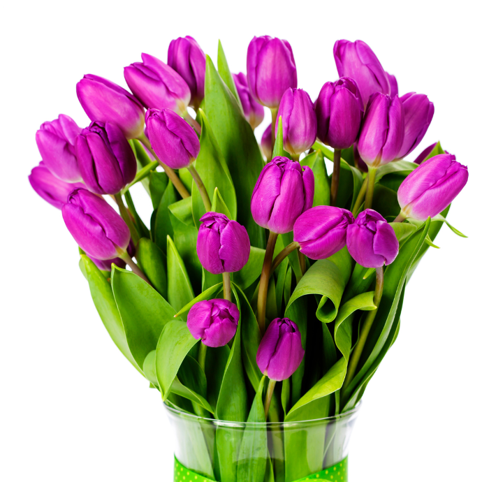 Tulipanes morados