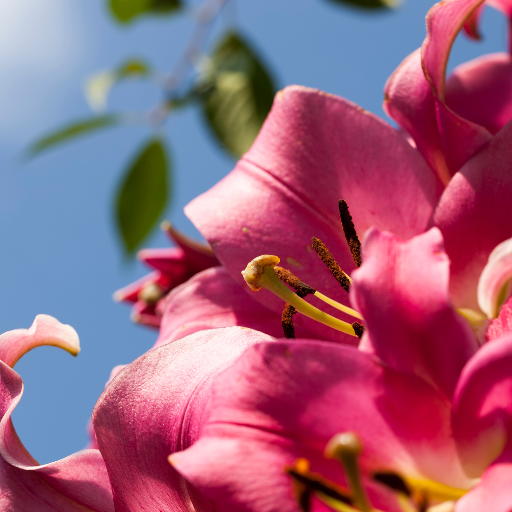 lirio rosado