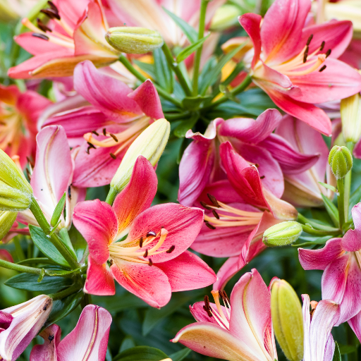 liliums