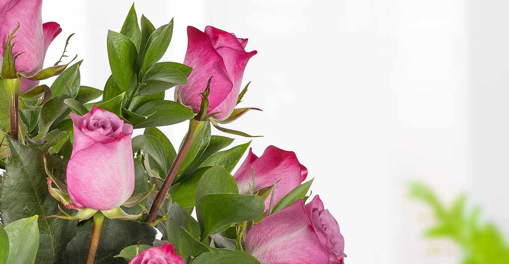 Docena De Rosas Purpura
