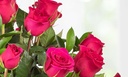 Tres Docenas De Rosas Rosadas