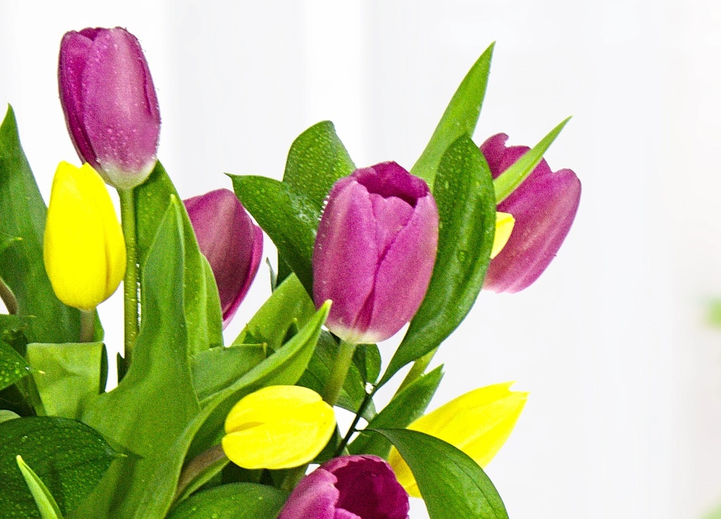 Fiesta Tulipán