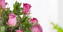 Rosas Moradas 12 varas