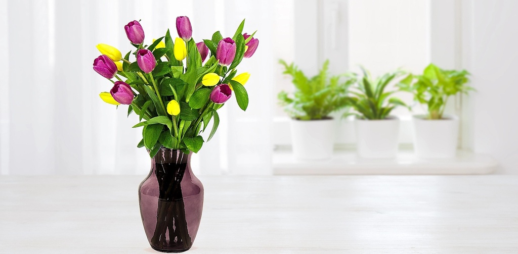 Fiesta Tulipán